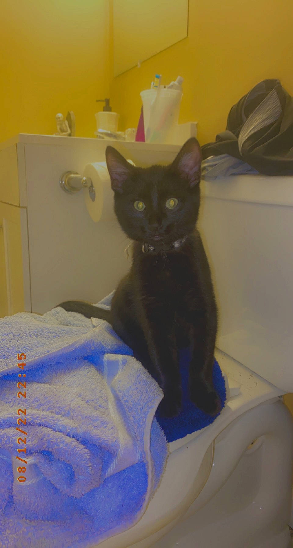 Grim is registered to the contest to win money with this photo: black_cat, bombay, carnivore, cat, chair, comfort, domestic_short_haired_cat, electric_blue, felidae, fur, grey, light_switch, pet_supply, room, small_to_medium_sized_cats, tail, wall_plate, whiskers