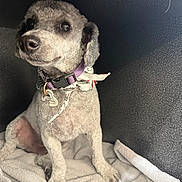 Journey joined the competition — help win amazing prizes! dog, small_dog, curly_fur, purple_collar, towel, indoor, pet, cute, animal, sitting, looking_away, cozy, soft_texture, fur, companionship, domestic_animal, curious, paw, snout, ears