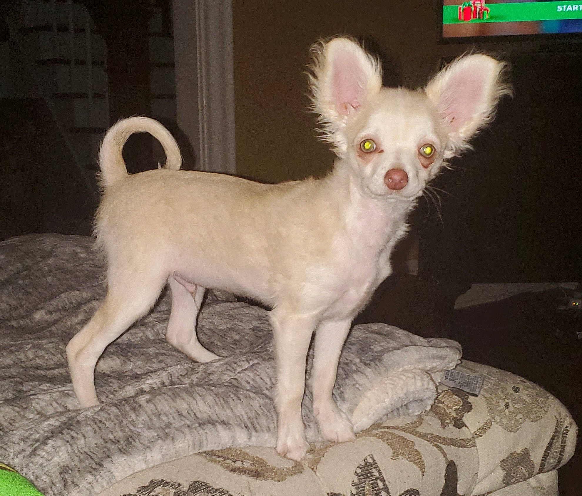 Milo is registered to the contest to win money with this photo: ancient_dog_breeds, canidae, carnivore, chihuahua, companion_dog, corgi_chihuahua, dog, dog_breed, dog_supply, fawn, fur, liver, pet_supply, snout, sporting_group, tail, terrestrial_animal, toy_dog, whiskers, working_animal