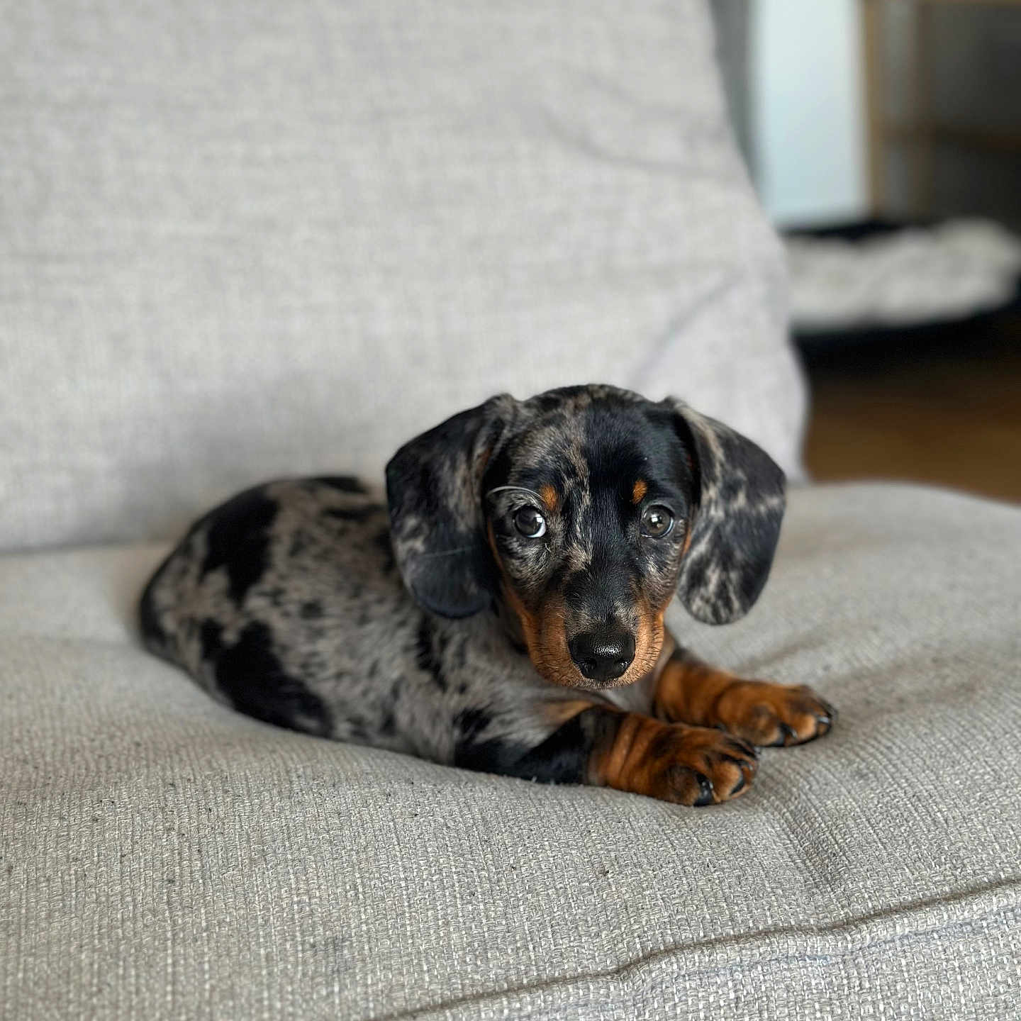 Arlo is registered to the contest to win money with this photo: animal, architecture, armchair, building, canine, chair, cockerspaniel, couch, cushion, dog, furniture, homedecor, hound, indoors, linen, livingroom, pet, pointer, puppy, room
