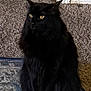 cat, black_cat, fluffy, yellow_eyes, sitting, indoor, carpet, rug, pet, animal, feline, fur, whiskers, ears, home, domestic, cute, quiet, still, portrait