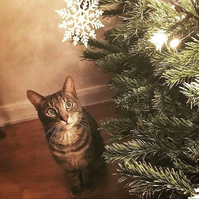 Casper is registered to the contest to win money with this photo: carnivore, cat, christmas, christmas_decoration, christmas_eve, christmas_ornament, christmas_tree, conifer, domestic_short_haired_cat, evergreen, felidae, fir, holiday, holiday_ornament, organism, pine_family, small_to_medium_sized_cats, snout, vertebrate, whiskers