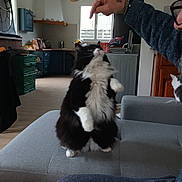 Oscar a rejoint le concours — aidez-le/la à gagner de superbes lots ! cat, black_and_white_cat, fluffy_cat, indoor, living_room, couch, person_hand, pointing_hand, window, kitchen, furniture, curious_cat, pet, domestic_animal, cozy, natural_light, gray_couch, tattoo, glasses, sitting_person