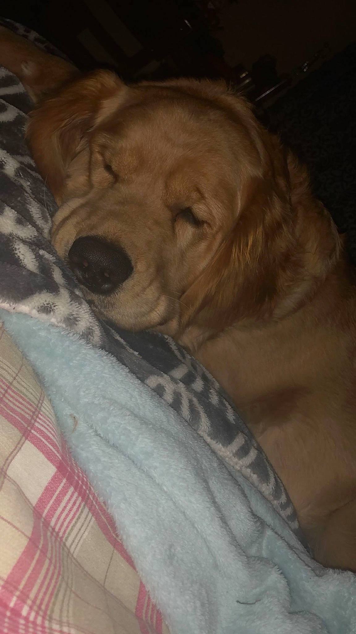 Lola joined the competition — help win amazing prizes! canidae, carnivore, comfort, companion_dog, darkness, dog, dog_breed, ear, fawn, fur, linens, liver, nap, sleep, snout, sporting_group, whiskers, wood, working_animal, wrinkle