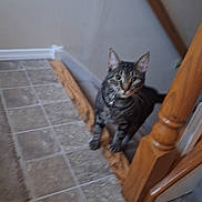 Daveyy is registered to the contest to win money with this photo: cat, tabby_cat, pet, animal, sitting, staircase, stair_rail, wooden_banister, tiled_floor, indoor, home, portrait, front_facing, green_eyes, whiskers, collar, curious, alert, brown_fur, photography