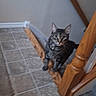 cat, tabby_cat, pet, animal, sitting, staircase, stair_rail, wooden_banister, tiled_floor, indoor, home, portrait, front_facing, green_eyes, whiskers, collar, curious, alert, brown_fur, photography