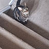 cat, tabby_cat, pet, animal, feline, green_eyes, whiskers, ears, striped_fur, curled_tail, sitting, staircase, carpet, indoor, home, hallway, portrait, looking_up, alert, photography