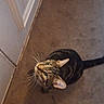 Daveyy is registered to the contest to win money with this photo: cat, tabby_cat, feline, pet, animal, whiskers, green_eyes, striped_fur, lying_down, looking_up, tail, indoor, floor, hallway, door, wall, baseboard, shoes, home, portrait