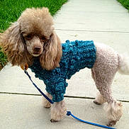 Godzilla is registered to the contest to win money with this photo: