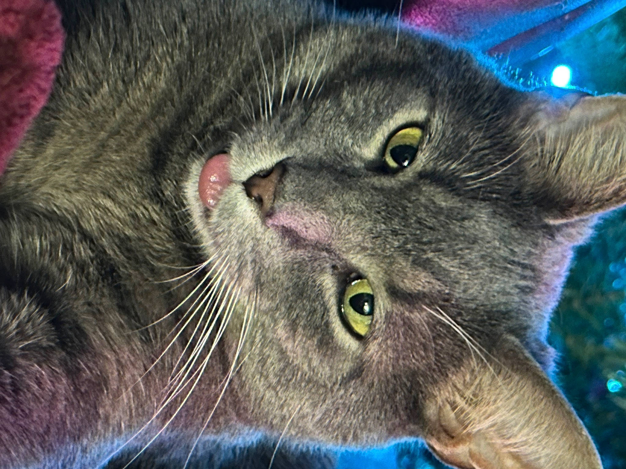 Frank is registered to the contest to win money with this photo: carnivore, cat, close_up, domestic_short_haired_cat, electric_blue, felidae, fur, small_to_medium_sized_cats, snout, terrestrial_animal, whiskers, wildlife