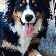 Tito a rejoint le concours — aidez-le/la à gagner de superbes lots ! animal, black_fur, border_collie, brown_fur, close_up, dog, fluffy, ground, happy, long_hair, open_mouth, outdoor, paws, pet, portrait, rope, sitting, tongue, tricolor, white_fur