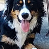 animal, black_fur, border_collie, brown_fur, close_up, dog, fluffy, ground, happy, long_hair, open_mouth, outdoor, paws, pet, portrait, rope, sitting, tongue, tricolor, white_fur