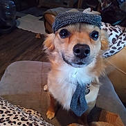 Dallas is registered to the contest to win money with this photo: animal, blanket, couch, cozy, cute, dog, ears, eyes, fur, furniture, hat, home, indoor, leopard_print, looking_up, nose, pet, portrait, small_dog, tie