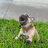 Princess Elsa is registered to the contest to win money with this photo: dog, puppy, french_bulldog, grass, collar, open_mouth, wide_eyes, playful, cute, pet, lawn, outdoor, closeup, portrait, canine, small_dog, shallow_depth_of_field, greenery, sitting, adorable