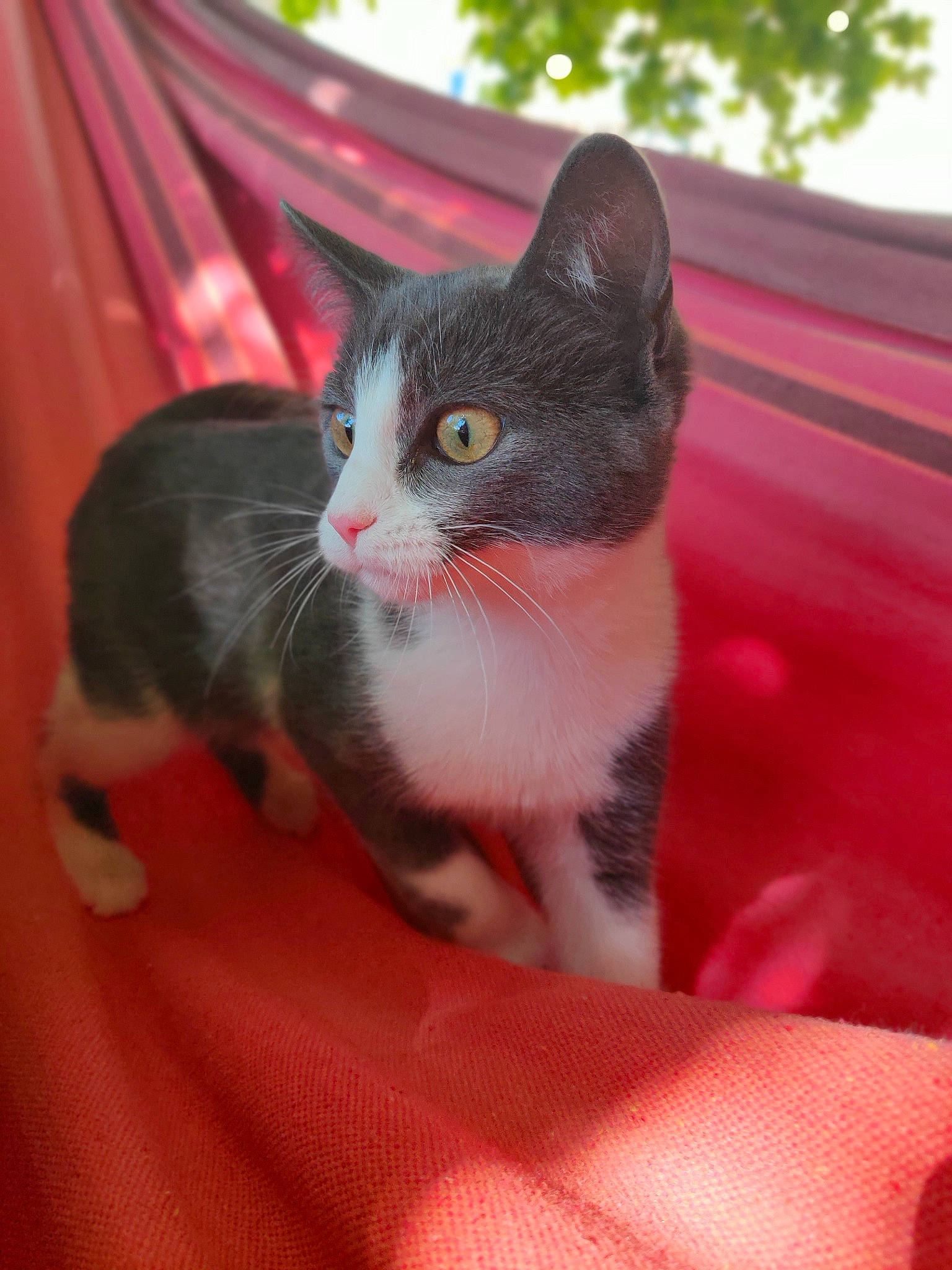 Myna a rejoint le concours — aidez-le/la à gagner de superbes lots ! american_wirehair, asian, carnivore, cat, domestic_short_haired_cat, eye, felidae, kitten, mammal, polydactyl_cat, small_to_medium_sized_cats, snout, whiskers