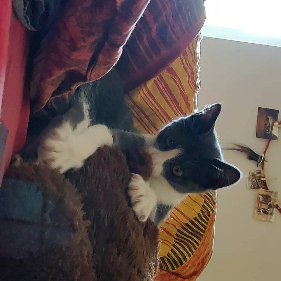 Myna participe au concours pour gagner de l'argent avec cette photo : carnivore, cat, felidae, fur, kitten, small_to_medium_sized_cats, tail, whiskers