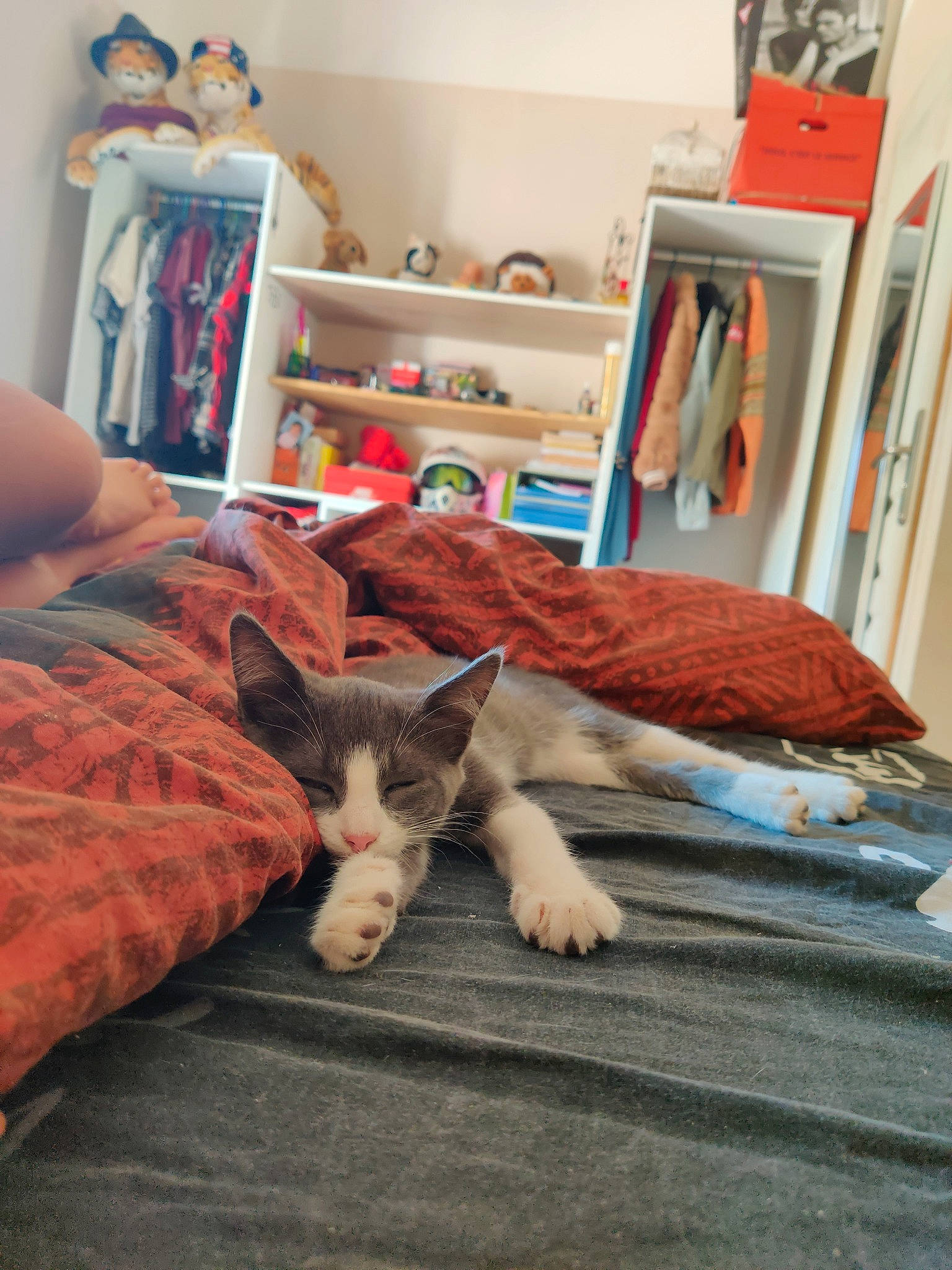 Myna a rejoint le concours — aidez-le/la à gagner de superbes lots ! bed, bedroom, carnivore, cat, domestic_short_haired_cat, european_shorthair, felidae, fur, furniture, kitten, nap, room, small_to_medium_sized_cats, textile, whiskers