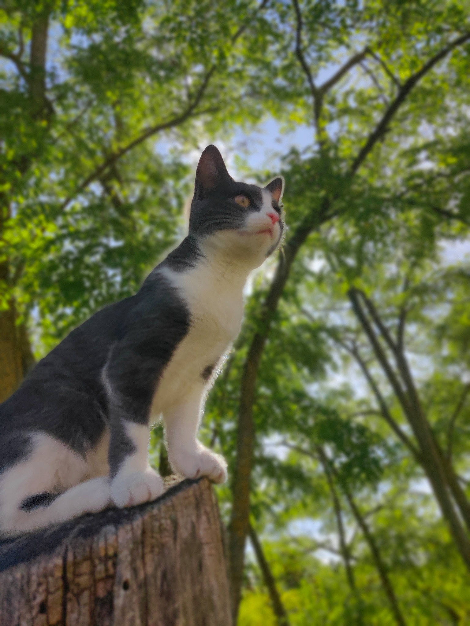 Myna a rejoint le concours — aidez-le/la à gagner de superbes lots ! aegean_cat, american_wirehair, branch, carnivore, cat, domestic_short_haired_cat, felidae, fur, grass, leaf, plant, small_to_medium_sized_cats, sunlight, tail, tree, trunk, whiskers, wildlife, wood, woody_plant