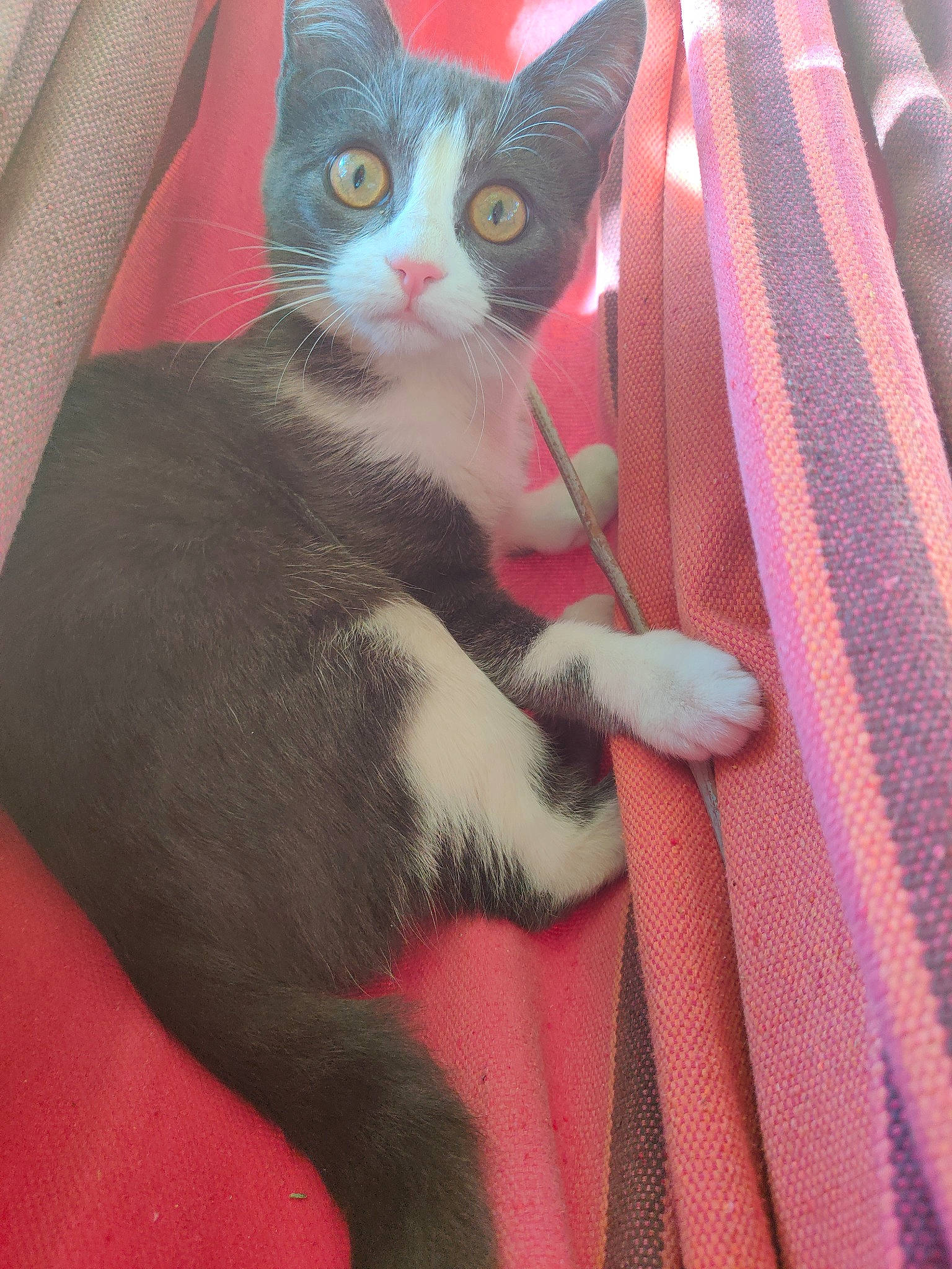 Myna participe au concours pour gagner de l'argent avec cette photo : american_wirehair, asian, british_shorthair, carnivore, cat, chartreux, domestic_short_haired_cat, fawn, felidae, german_rex, kitten, mammal, polydactyl_cat, small_to_medium_sized_cats, snout, tail, vertebrate, whiskers