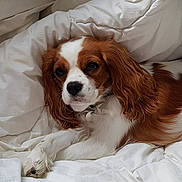 Neela a rejoint le concours — aidez-le/la à gagner de superbes lots ! carnivoran, cavalier_king_charles_spaniel, companion_dog, dog, dog_breed, dog_breed_group, dog_like_mammal, ear, fur, king_charles_spaniel, puppy, snout, spaniel