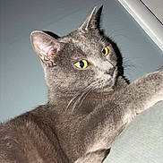 Sebastian joined the competition — help win amazing prizes! cat, gray_cat, yellow_eyes, indoor, wall, furniture, pet, animal, close_up, whiskers, ears, fur, relaxed, alert, paw, domestic_cat, mammal, cute, portrait, house_pet