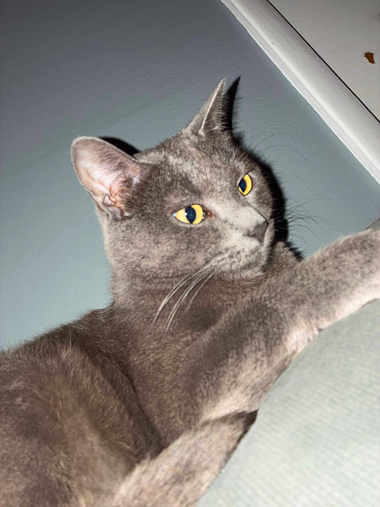 Sebastian joined the competition — help win amazing prizes! cat, gray_cat, yellow_eyes, indoor, wall, furniture, pet, animal, close_up, whiskers, ears, fur, relaxed, alert, paw, domestic_cat, mammal, cute, portrait, house_pet
