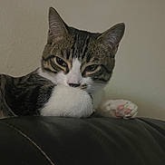 Cosmo is registered to the contest to win money with this photo: cat, tabby, pet, animal, feline, paw, pink_paw_pads, white_fur, striped_fur, leather_surface, indoor, resting, closeup, curious, sleepy, mischievous, domestic_cat, portrait, quiet, cozy