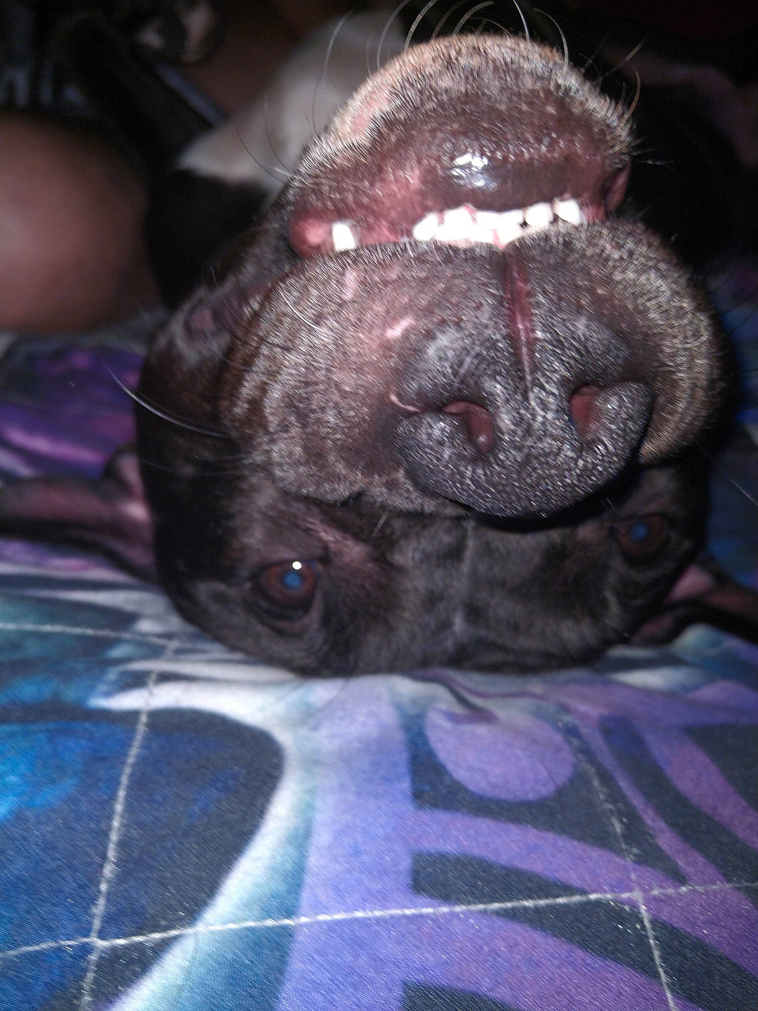 Zola is registered to the contest to win money with this photo: canidae, carnivore, companion_dog, dog, dog_breed, ear, electric_blue, fawn, fur, grey, liver, pattern, pug, snout, sporting_group, terrestrial_animal, toy_dog, whiskers, working_animal, wrinkle