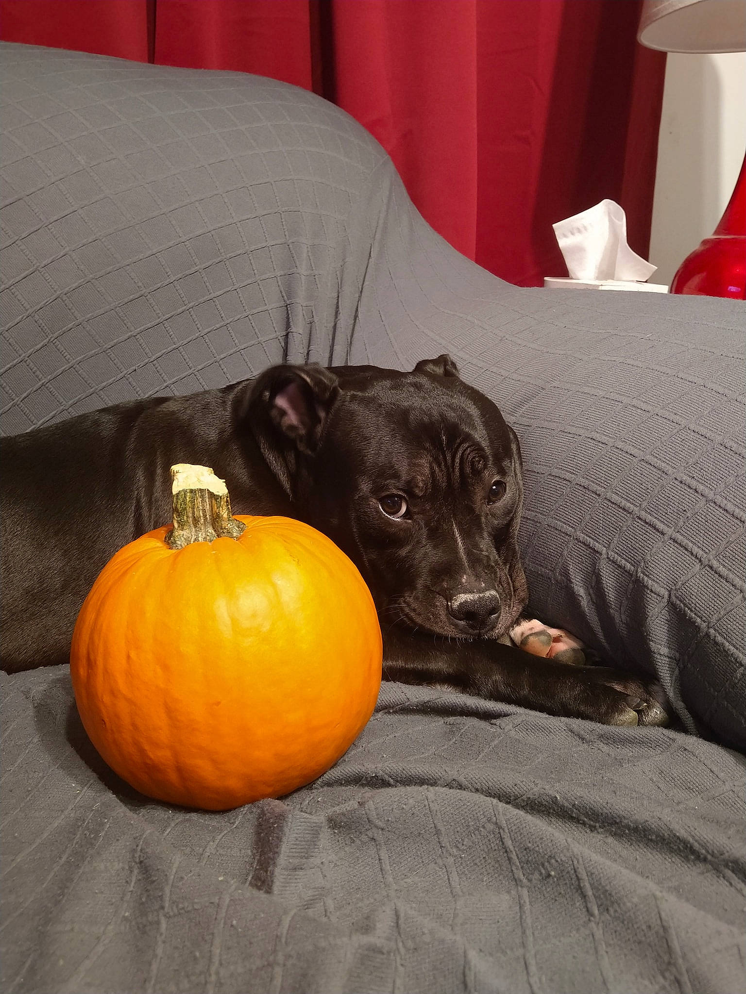 Zola is registered to the contest to win money with this photo: bean_bag, calabaza, carnivore, comfort, companion_dog, couch, cucurbita, dog, dog_breed, furniture, gourd, grey, natural_foods, plant, pumpkin, squash, vegetable, whiskers, winter_squash, working_animal