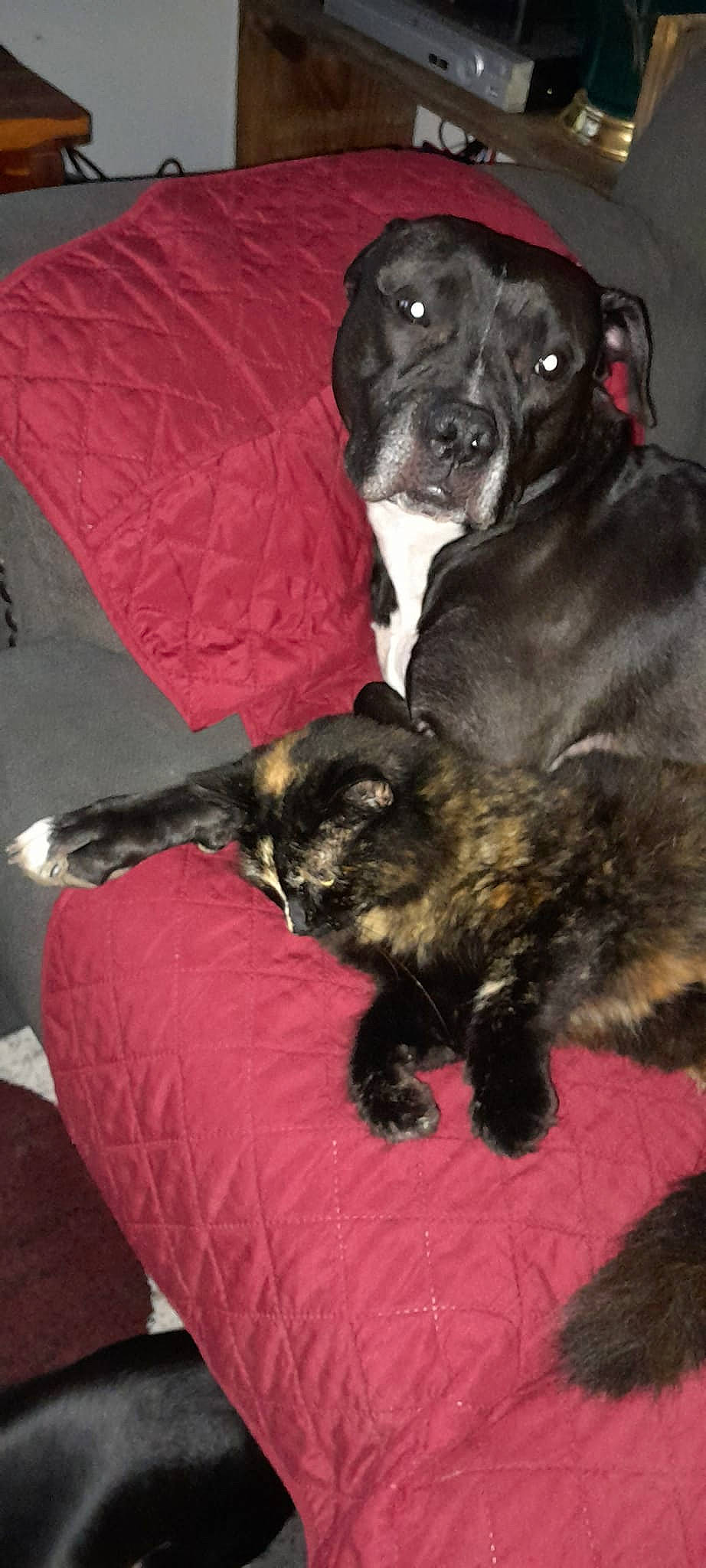 Zola is registered to the contest to win money with this photo: bed, canidae, carnivore, comfort, companion_dog, dog, dog_breed, fawn, fur, guard_dog, liver, snout, sporting_group, tail, terrestrial_animal, whiskers, working_animal