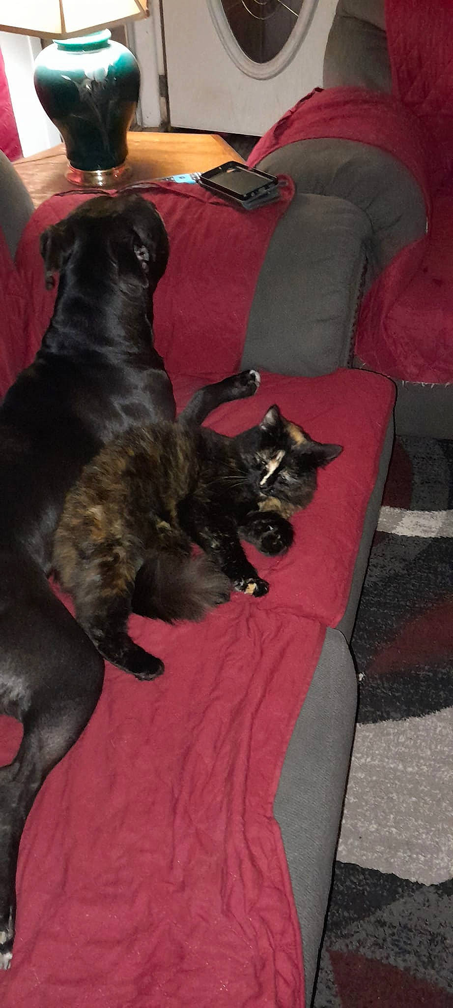 Wilma joined the competition — help win amazing prizes! black_cat, brown, canidae, carnivore, cat, comfort, companion_dog, couch, dog_breed, domestic_short_haired_cat, fawn, felidae, fur, linens, living_room, mammal, small_to_medium_sized_cats, sporting_group, tail, whiskers