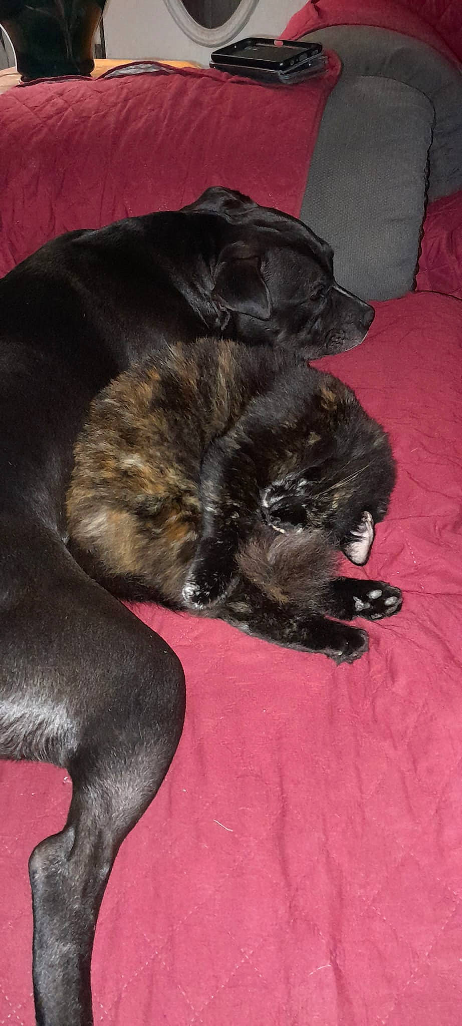 Wilma joined the competition — help win amazing prizes! canidae, carnivore, claw, comfort, companion_dog, dog_breed, fawn, felidae, fur, grey, liver, nap, paw, sleeper_chair, small_to_medium_sized_cats, snout, sporting_group, tail, terrestrial_animal, whiskers