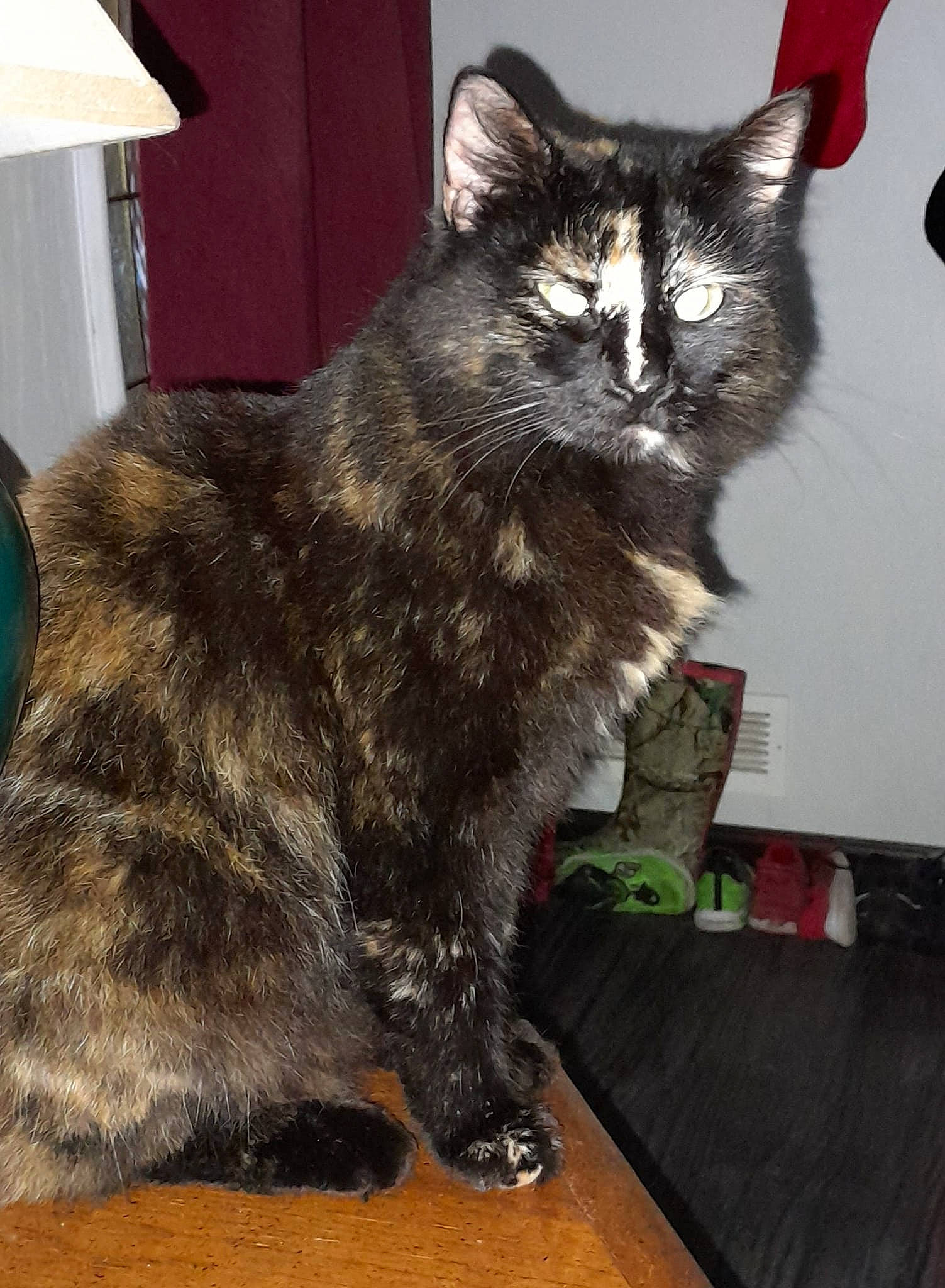 Wilma joined the competition — help win amazing prizes! black_cat, carnivore, cat, claw, domestic_short_haired_cat, felidae, flooring, fur, hardwood, lamp, paw, sitting, small_to_medium_sized_cats, snout, tail, terrestrial_animal, whiskers