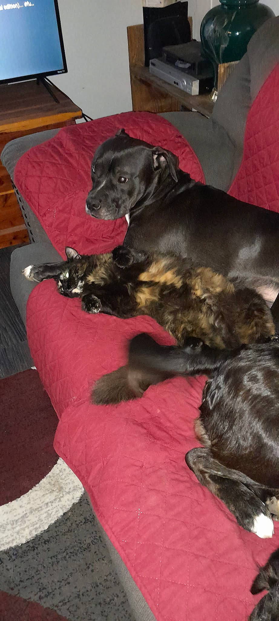 Wilma is registered to the contest to win money with this photo: borador, canidae, carnivore, comfort, companion_dog, couch, dog, dog_breed, dog_supply, fawn, fur, gun_dog, hardwood, liver, terrestrial_animal, wood, working_animal