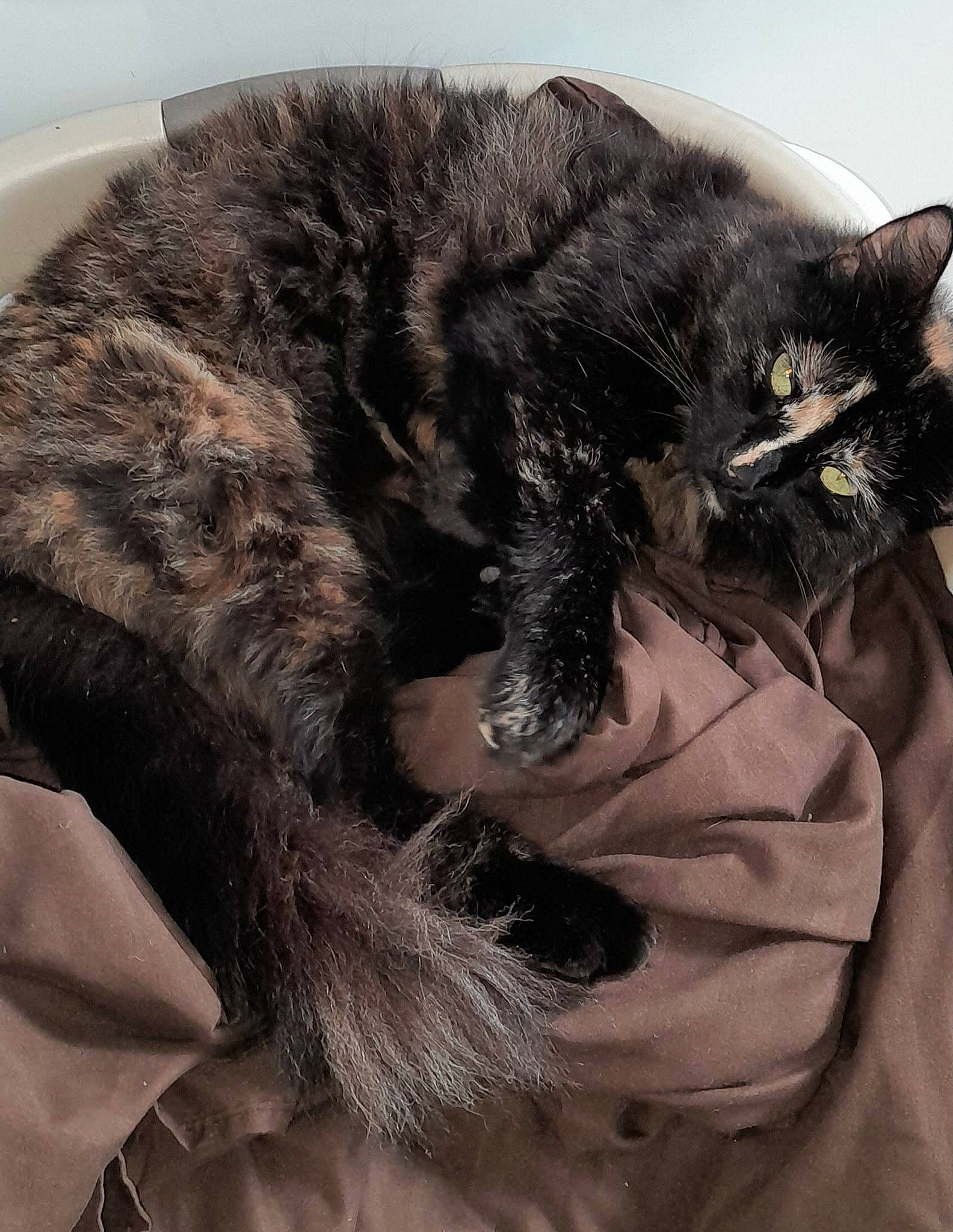 Wilma joined the competition — help win amazing prizes! bed, black_cat, bombay, carnivore, cat, claw, comfort, domestic_short_haired_cat, ear, felidae, fur, gesture, nap, paw, small_to_medium_sized_cats, snout, tail, terrestrial_animal, whiskers