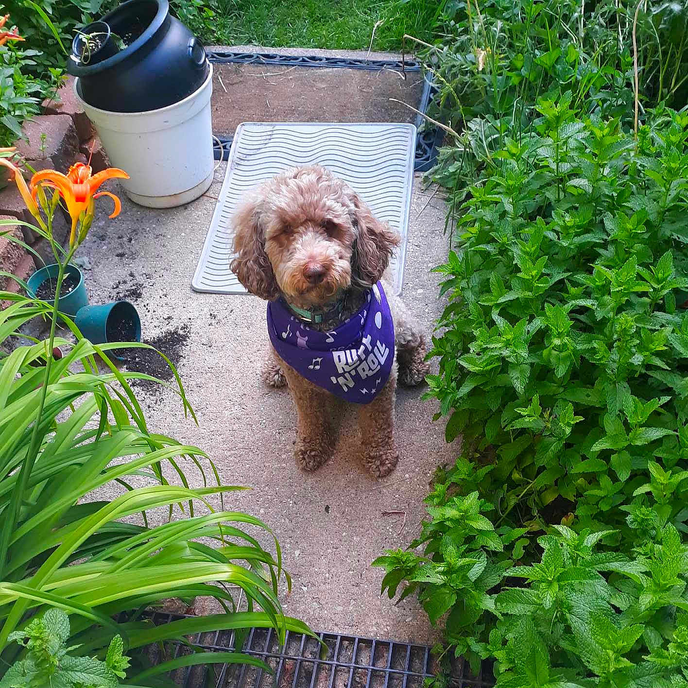 Sansa joined the competition — help win amazing prizes! animal, bandana, brown, bucket, cute, dog, flowers, fur, garden, greenery, leaf, nature, outdoor, path, pet, plants, pot, quiet, sitting, summer