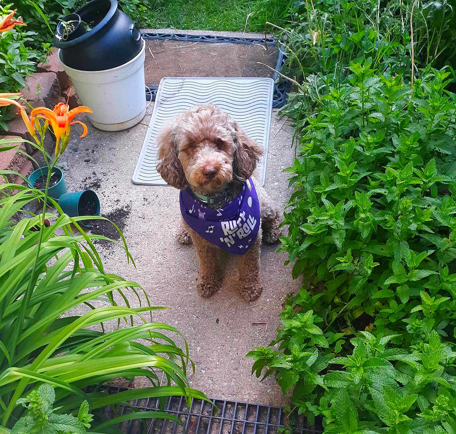 Sansa joined the competition — help win amazing prizes! dog, bandana, garden, plants, flowers, path, greenery, pot, bucket, outdoor, pet, cute, fur, brown, nature, leaf, summer, animal, sitting, quiet