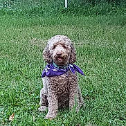 Sansa joined the competition — help win amazing prizes! dog, curly_hair, purple_bandana, grass, outdoor, pet, sitting, greenery, nature, canine, tongue_out, fur, collar, animal, park, summer, leaf, tree, mammal, cute