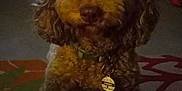 Sansa is registered to the contest to win money with this photo: dog, brown, curly_hair, pet, collar, tag, indoor, carpet, animal, mammal, cute, portrait, sitting, furry, companion, domestic, friendly, canine, closeup, home