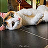 Pixelle a rejoint le concours — aidez-le/la à gagner de superbes lots ! cat, calico_cat, pet, indoor, floor, tile_floor, green_eyes, staircase, heart_doodle, animal, relaxed, close_up, feline, cute, domestic_animal, laying_down, whiskers, pink_nose, cozy, interior