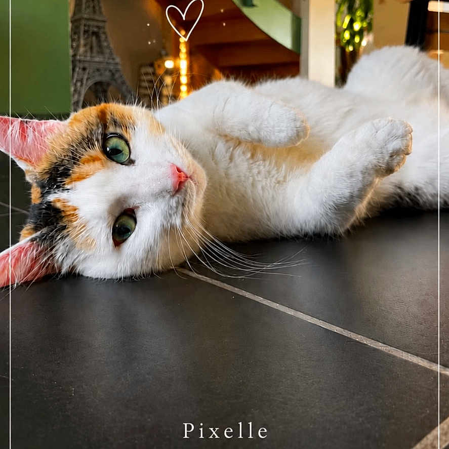 Pixelle a rejoint le concours — aidez-le/la à gagner de superbes lots ! cat, calico_cat, pet, indoor, floor, tile_floor, green_eyes, staircase, heart_doodle, animal, relaxed, close_up, feline, cute, domestic_animal, laying_down, whiskers, pink_nose, cozy, interior