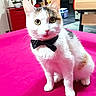 cat, calico, bow_tie, pet, indoor, furniture, pink_surface, curious, animal, domestic_animal, cute, whiskers, ears, eyes, sitting, table, chair, home, decor, cozy