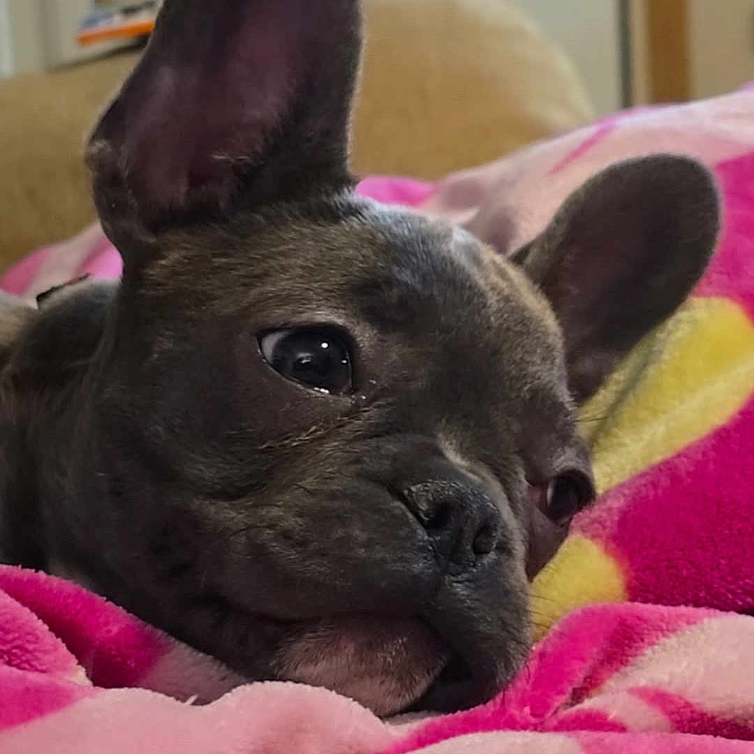 Bleu joined the competition — help win amazing prizes! animal, blanket, bulldog, canine, cat, dog, frenchbulldog, person, pet, pitbull, puppy, quilt, sleeping, snout, towel
