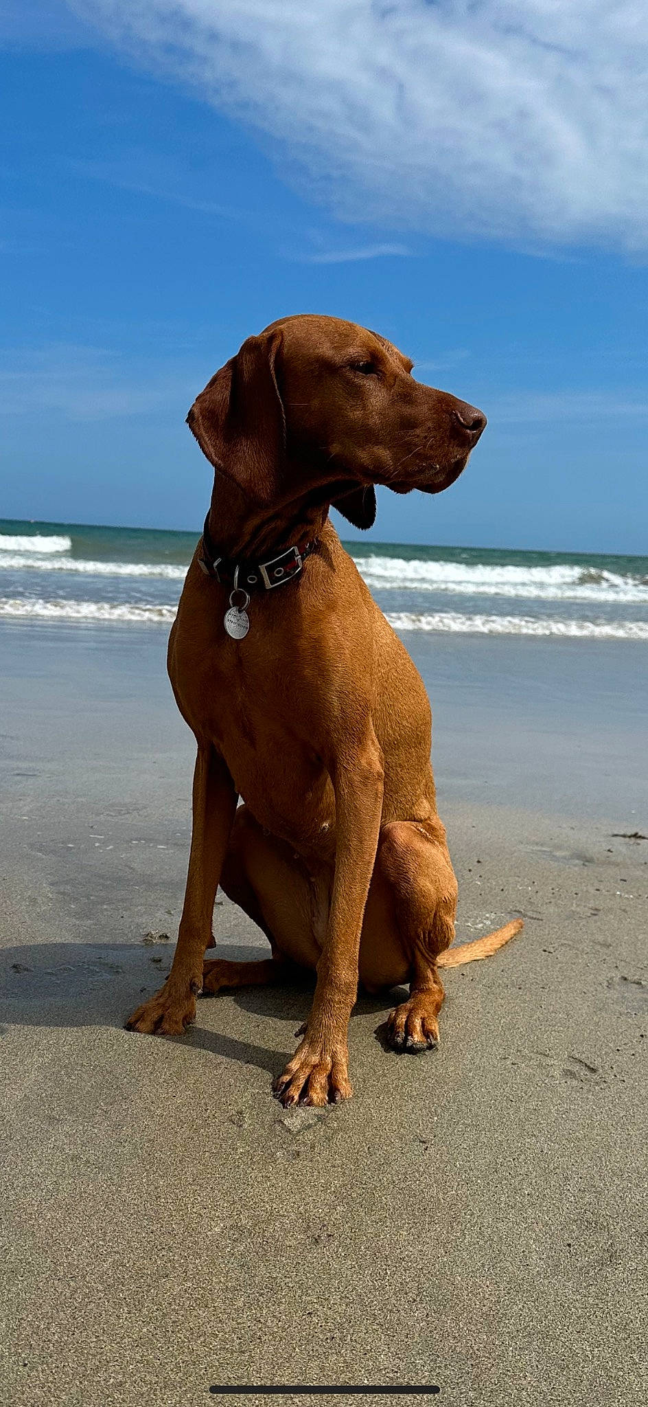 Eva is registered to the contest to win money with this photo: beach, canidae, carnivore, cloud, collar, dog, dog_breed, dog_collar, fawn, gun_dog, hunting_dog, liver, ocean, sky, snout, sporting_group, water, working_animal, working_dog