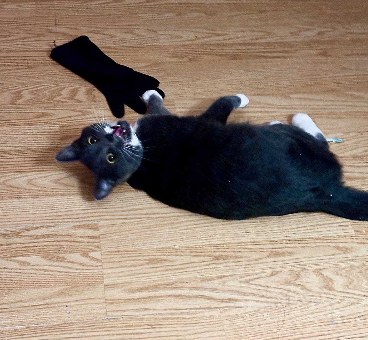 Luna joined the competition — help win amazing prizes! black_cat, canidae, carnivore, cat, comfort, companion_dog, dog_breed, fawn, felidae, flooring, fur, hardwood, small_to_medium_sized_cats, snout, tail, terrestrial_animal, whiskers, wood, wood_flooring, working_animal