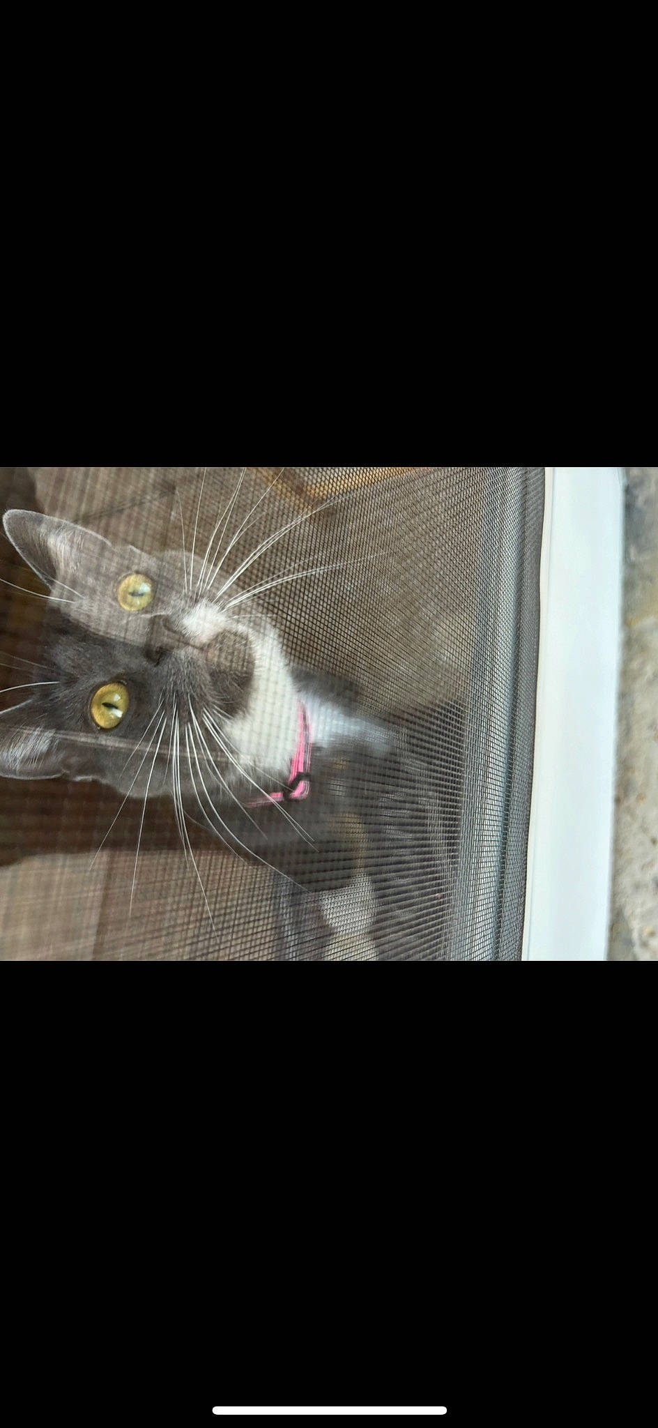 Luna is registered to the contest to win money with this photo: art, black_cat, carnivore, cat, claw, darkness, domestic_short_haired_cat, felidae, font, foot, fur, paw, petal, photo_caption, small_to_medium_sized_cats, snout, still_life_photography, tail, visual_arts, whiskers