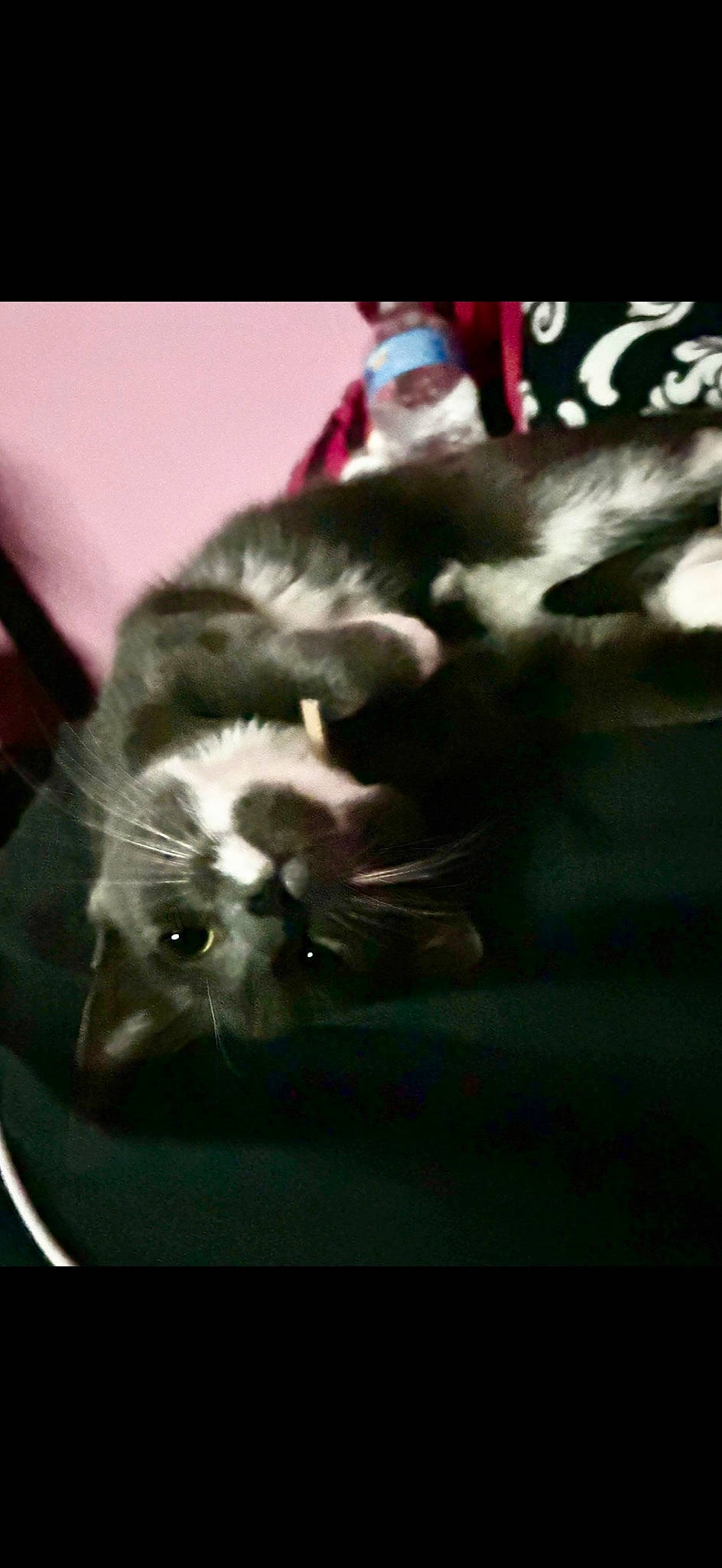 Luna is registered to the contest to win money with this photo: carnivore, cat, claw, comfort, darkness, dog_breed, domestic_short_haired_cat, felidae, fur, monochrome_photography, paw, photo_caption, small_to_medium_sized_cats, snout, still_life_photography, tail, whiskers