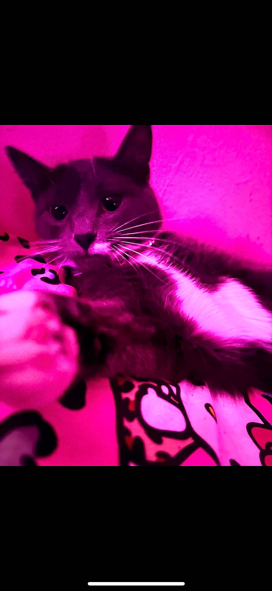 Luna is registered to the contest to win money with this photo: carmine, carnivore, cat, cat_supply, domestic_short_haired_cat, electric_blue, felidae, font, fur, graphics, magenta, organism, pink, plant, purple, small_to_medium_sized_cats, snout, tail, violet, whiskers