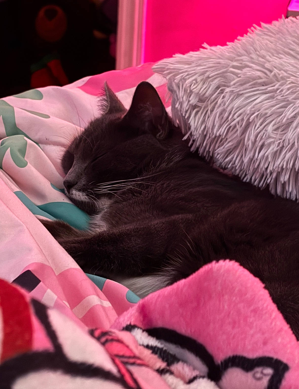 Luna is registered to the contest to win money with this photo: bed, bedding, black_cat, carnivore, cat, comfort, couch, domestic_short_haired_cat, felidae, fur, grey, linens, magenta, pink, red, room, small_to_medium_sized_cats, textile, tints_and_shades, whiskers