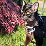 Tony Stuart is registered to the contest to win money with this photo: alert, animal, black_cat, cat, close_up, curious, daylight, grass, greenery, harness, leash, mammal, nature, outdoor, pet, portrait, red_foliage, sunlight, whiskers, yellow_eyes